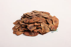Dalbergia Latifolia Pod Seeds - RARE Indian Rosewood Tree Seeds for Crafting,Planting & Woodworking | OGOC