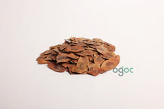 Dalbergia Latifolia Pod Seeds - RARE Indian Rosewood Tree Seeds for Crafting,Planting & Woodworking | OGOC