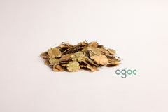 Holoptelia Integrifolia Tree Seeds - Rare Indian Elm Seeds for Ornamental Gardens & Landscapes | OGOC