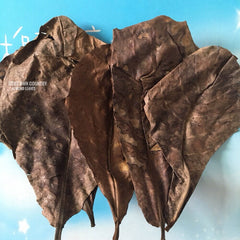 ALMOND dried Leaves - The Giant Indian Almond (Catappa/ Ketapang) LEAVES Aquarium | Fish, Betta | Tropical Almond Umbrella Terminalia| OGOC
