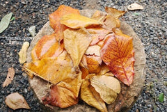 ALMOND dried Leaves - The Giant Indian Almond (Catappa/ Ketapang) LEAVES Aquarium | Fish, Betta | Tropical Almond Umbrella Terminalia| OGOC