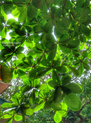 ALMOND dried Leaves - The Giant Indian Almond (Catappa/ Ketapang) LEAVES Aquarium | Fish, Betta | Tropical Almond Umbrella Terminalia| OGOC