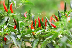Dried Pepper Chilli Hybrid | Bird Eye Hot Chilli | Dried Capsium Chilli | Indian Chilli Kerala Natural Spices| OGOC