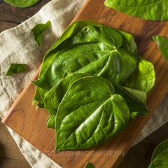 Betel Leaf | Shadow dried Leaves | Betel Leaves | Organic plant leaves| Paan leaves| OGOC