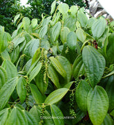 Shadow Dried Black Pepper Leaves: Piper Nigrum Leaves with Medicinal Properties, Anti-Bacterial Activity, and Phytochemical Compounds| OGOC