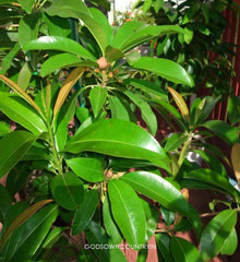 Shadow Dried Sapota Leaves - Dried Sapodilla Leaves, Dried Chiku Leaves, Manilkara Zapota , Herbal Fresh Handpicked Leaves| OGOC