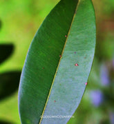 Shadow Dried Sapota Leaves - Dried Sapodilla Leaves, Dried Chiku Leaves, Manilkara Zapota , Herbal Fresh Handpicked Leaves| OGOC