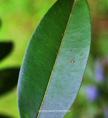 Shadow Dried Sapota Leaves - Dried Sapodilla Leaves, Dried Chiku Leaves, Manilkara Zapota , Herbal Fresh Handpicked Leaves| OGOC