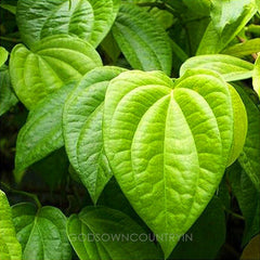 Betel Leaf | Shadow dried Leaves | Betel Leaves | Organic plant leaves| Paan leaves| OGOC