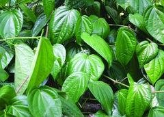 Betel Leaf | Shadow dried Leaves | Betel Leaves | Organic plant leaves| Paan leaves| OGOC
