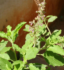 TULASI POWDER | 100 % Nactural Tulasi powder | sun-dried Tulasi leaves powder | Pure Organic Grown