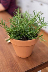 100% Organic Rosemary Seeds | Herb Seeds | Kitchen Plantation | GodsowncountryIN | Seeds Indoor Plant Variety Kitchen Garden Pack 50 GRAMS
