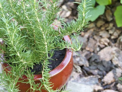 100% Organic Rosemary Seeds | Herb Seeds | Kitchen Plantation | GodsowncountryIN | Seeds Indoor Plant Variety Kitchen Garden Pack 50 GRAMS