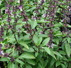 Tulsi Plant Seeds - Ocimum sanctum - Holy Basil - Rama thulasi - Natural Fresh Healthy Seeds for Kitchen Plantation| OGOC
