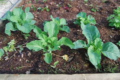 Cauliflower Seeds - Phool Gobhi Seed, Brassica, Kitchen plantation, Blumenkohl, Brassica oleracea, Brassica oleracea var, vegetable seeds