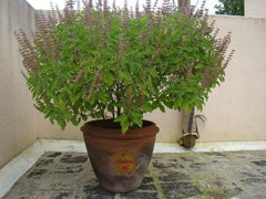 Tulsi Plant Seeds - Ocimum sanctum - Holy Basil - Rama thulasi - Natural Fresh Healthy Seeds for Kitchen Plantation| OGOC