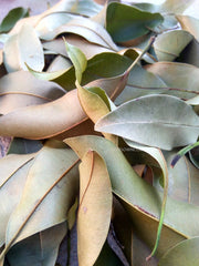 Shadow Dried Sapota Leaves - Dried Sapodilla Leaves, Dried Chiku Leaves, Manilkara Zapota , Herbal Fresh Handpicked Leaves| OGOC