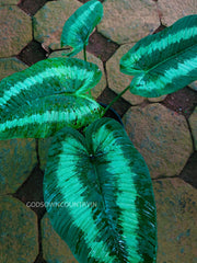 Schismatoglottis wallichii | Araceae Family | Rare fresh bulbs | gardening fresh hand picked bulbs| OGOC