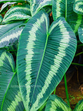 Schismatoglottis wallichii | Araceae Family | Rare fresh bulbs | gardening fresh hand picked bulbs| OGOC