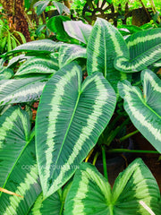 Schismatoglottis wallichii | Araceae Family | Rare fresh bulbs | gardening fresh hand picked bulbs| OGOC