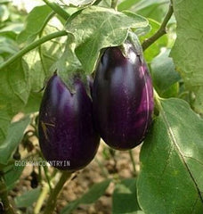 Purple cluster Brinjal seeds - cluster Brinjal, Vegetable Seeds, Purple Brinjal| OGOC