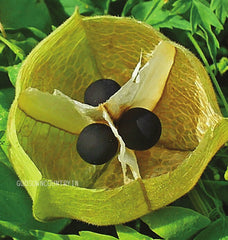 Balloon vine seeds - Cardiospermum Halicacabum Seeds, Mudakathan keerai, vegetable seeds, kitchen plantation| OGOC