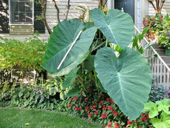 Unique Giant Elephant Ear Colocasia Esculenta - Single Taro Plant Bulb with Rhizome for Indoor and Outdoor Tropical Growth| OGOC