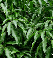 Organic Mango Leaf : Dried Leaves for Immunity, Pure & Natural Brew from Mango Tree, Boost Health Naturally with Shadow Dried Leaves| OGOC