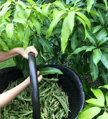 Organic Mango Leaf : Dried Leaves for Immunity, Pure & Natural Brew from Mango Tree, Boost Health Naturally with Shadow Dried Leaves| OGOC