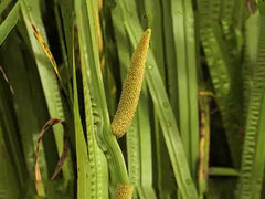 Acorus Calamus Root Powder - Sweet Flag Powder, Vasambu Herb Powder, Malabar Nut, Vacha, Sweet flag, Calamus Powder, Medicnal Herb| OGOC