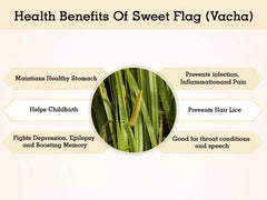 Acorus Calamus Root Powder - Sweet Flag Powder, Vasambu Herb Powder, Malabar Nut, Vacha, Sweet flag, Calamus Powder, Medicnal Herb| OGOC