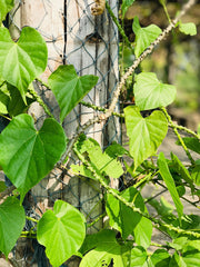 6-Inch Giloy Stem - Guduchi Tinospora Cordifolia Chittamruthu Amrta Bela Guchcha Amrita Ayurvedic Herb - Immune Boosting| OGOC