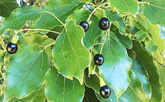 Valiya Karpuradi Churnam (Pack Of 3) - Cinnamomum Camphora, Cough, Asthma, Dyspepsia, Nausea And Vomiting, Kottakkal Ayurveda Sala| OGOC