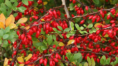 Pitaka Churnam (Pack Of 3) - Pyorrhoea, halitosis, stomatitis, tooth decay, gargle in Stomatitis, Gingivitis, Kottakkal Ayurveda Sala| OGOC