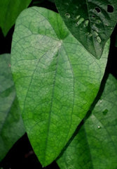 Pushyanuga Churnam (Pack Of 3) - Leucorrhea, dysfunctional uterine bleeding, menstrual disorders, mid-cycle bleed, Kottakkal Ayurveda Sala