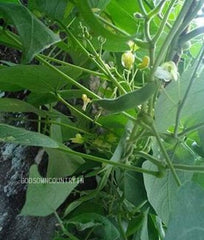 Organic Double Beans Seeds: Nutrient-rich for Home Gardening| OGOC
