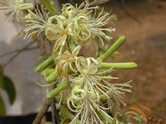 Ankol/Ankola/Alangium salvifolium seeds sage-leaved alangium seeds Alangium salvifolium Linn seeds.| OGOC
