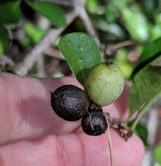 Ankol/Ankola/Alangium salvifolium seeds sage-leaved alangium seeds Alangium salvifolium Linn seeds.| OGOC