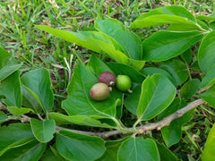 Ankol/Ankola/Alangium salvifolium seeds sage-leaved alangium seeds Alangium salvifolium Linn seeds.| OGOC