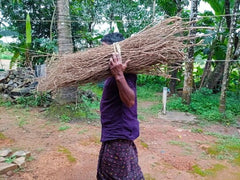 Dried Indian Jute Roots Powder - Kurunthotti |RAW ROOTS POWDER Medicinal Herb, Herbal Use Only