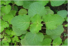 Ruveli Dried Stems - Coleus RAW Herb | Iruveli , Medicinal Herb, Herbal Use Only| OGOC