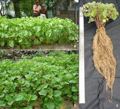 Ruveli Dried Stems - Coleus RAW Herb | Iruveli , Medicinal Herb, Herbal Use Only| OGOC