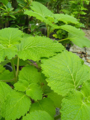 Ruveli Dried Stems - Coleus RAW Herb | Iruveli , Medicinal Herb, Herbal Use Only| OGOC