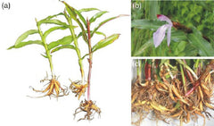 Dried Stems - Fritillaria roylei, Lilium polyphyllum,kakooli, Roscoea purpurea | Himalayan Medicinal Herbs| OGOC