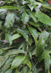 Aristolochia indica Dried Roots powder RAW (Karalakam) | Ayurvedic Wellness| OGOC