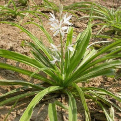 This Safed Musli powder 100% natural and Home made, and is made from the highest quality roots. It is a safe and effective.| OGOC