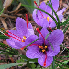 Kashmiri Saffron Powder for Skin: Enhance Texture, Moisturize, Lighten Dark Spots, Achieve Radiant Glow | OGOC