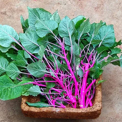 Organic Sundari Cheera Seeds - Amaranthus Spinach Seeds, Pink Spinach Seeds, Green Spinach, Leaf, Lal Saag, Cheera Seed, Vegetable Seeds