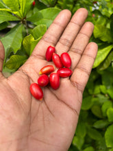 Miracle Fruit Seeds - (10 Seeds) Extra Rare Organic Variety for Home Growing