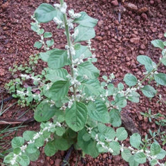 Neotea Aerva Lanata Powder - CHERULA Organic Herbal Blend for Traditional Remedies| OGOC